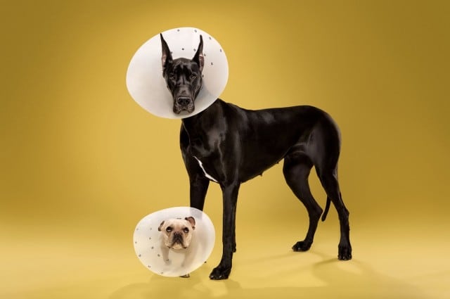 dogcones5-640x425