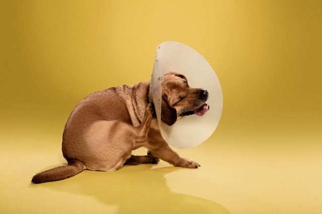 dogcones6-640x426