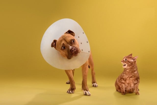 dogcones7-640x427