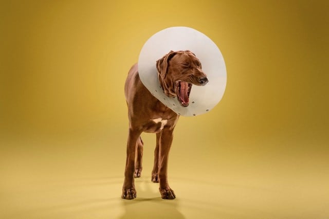dogcones8-640x426