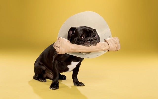 dogcones9-640x402