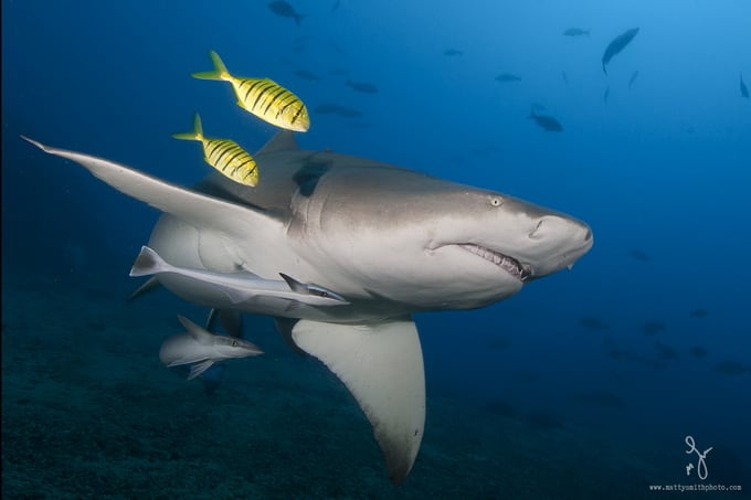 A sickle fin lemon shark beautifully accented by two juvenile golden trevallies