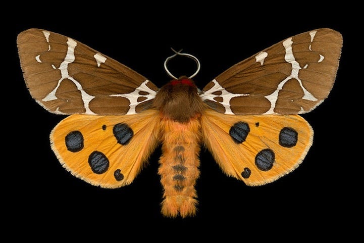 Elegantly Fascinating Looking Species of Moths from Ottawa -nature photography, insects Elegantly Fascinating Looking Species of Moths from Ottawa -nature photography, insects