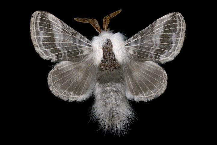 Elegantly Fascinating Looking Species of Moths from Ottawa -nature photography, insects Elegantly Fascinating Looking Species of Moths from Ottawa -nature photography, insects