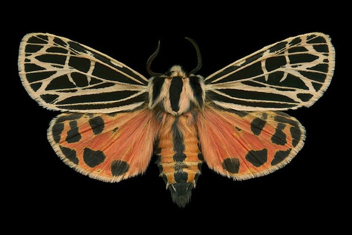 Elegantly Fascinating Looking Species of Moths from Ottawa -nature photography, insects Elegantly Fascinating Looking Species of Moths from Ottawa -nature photography, insects