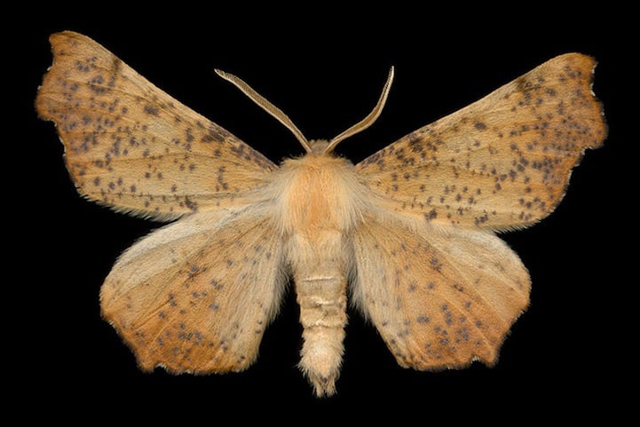 Elegantly Fascinating Looking Species of Moths from Ottawa -nature photography, insects Elegantly Fascinating Looking Species of Moths from Ottawa -nature photography, insects