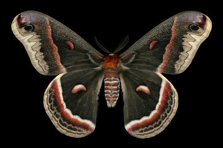Elegantly Fascinating Looking Species of Moths from Ottawa -nature photography, insects Elegantly Fascinating Looking Species of Moths from Ottawa -nature photography, insects