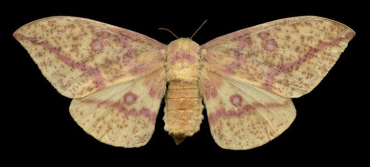 Elegantly Fascinating Looking Species of Moths from Ottawa -nature photography, insects Elegantly Fascinating Looking Species of Moths from Ottawa -nature photography, insects