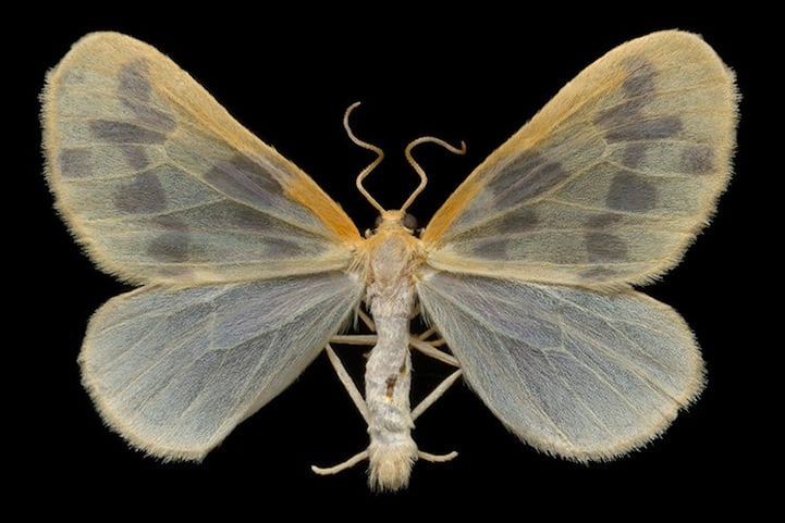 Elegantly Fascinating Looking Species of Moths from Ottawa -nature photography, insects Elegantly Fascinating Looking Species of Moths from Ottawa -nature photography, insects