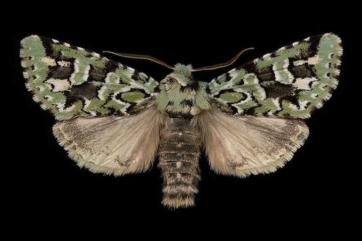 Elegantly Fascinating Looking Species of Moths from Ottawa -nature photography, insects Elegantly Fascinating Looking Species of Moths from Ottawa -nature photography, insects