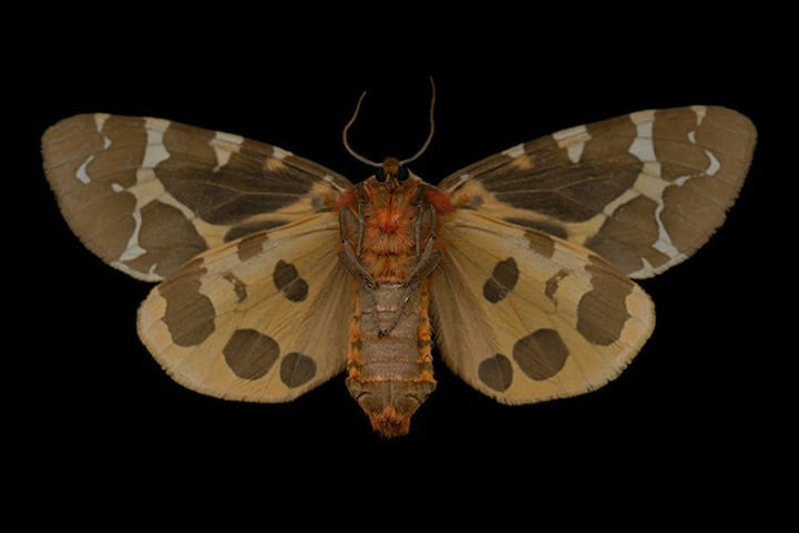 Elegantly Fascinating Looking Species of Moths from Ottawa -nature photography, insects Elegantly Fascinating Looking Species of Moths from Ottawa -nature photography, insects