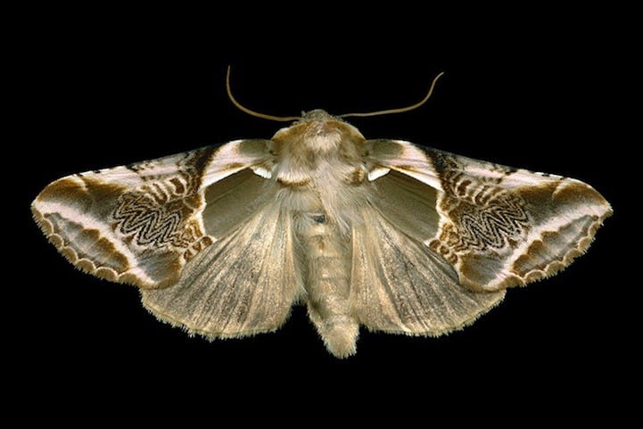 Elegantly Fascinating Looking Species of Moths from Ottawa -nature photography, insects Elegantly Fascinating Looking Species of Moths from Ottawa -nature photography, insects