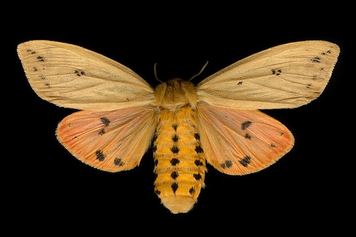 Elegantly Fascinating Looking Species of Moths from Ottawa -nature photography, insects Elegantly Fascinating Looking Species of Moths from Ottawa -nature photography, insects