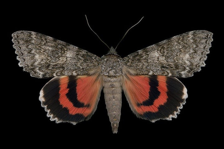 Elegantly Fascinating Looking Species of Moths from Ottawa -nature photography, insects Elegantly Fascinating Looking Species of Moths from Ottawa -nature photography, insects
