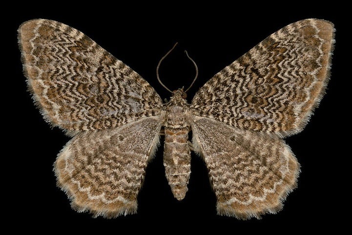 Elegantly Fascinating Looking Species of Moths from Ottawa -nature photography, insects Elegantly Fascinating Looking Species of Moths from Ottawa -nature photography, insects