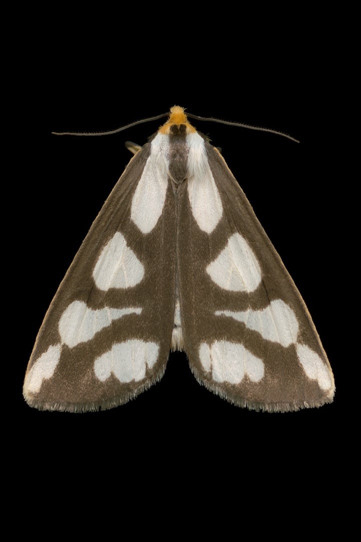 Elegantly Fascinating Looking Species of Moths from Ottawa -nature photography, insects Elegantly Fascinating Looking Species of Moths from Ottawa -nature photography, insects