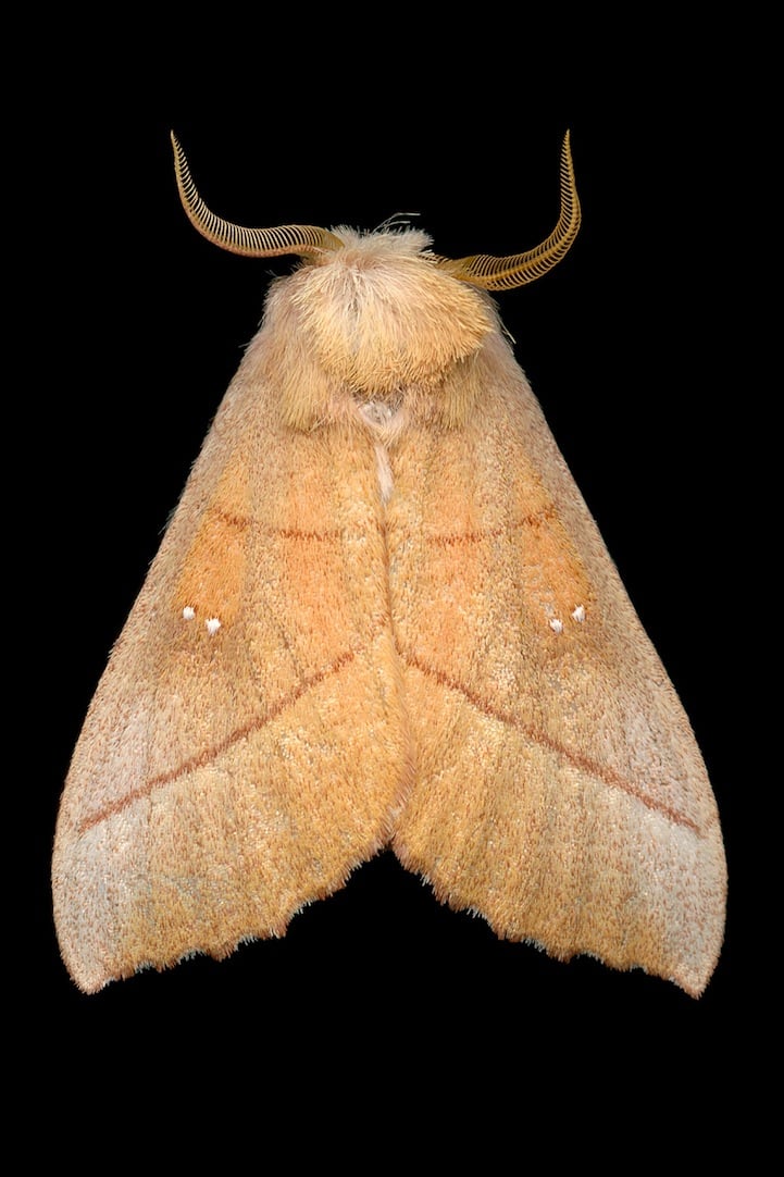Elegantly Fascinating Looking Species of Moths from Ottawa -nature photography, insects Elegantly Fascinating Looking Species of Moths from Ottawa -nature photography, insects