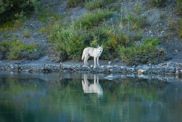 Noatak River, Gates of the Arctic National Park and Preserve