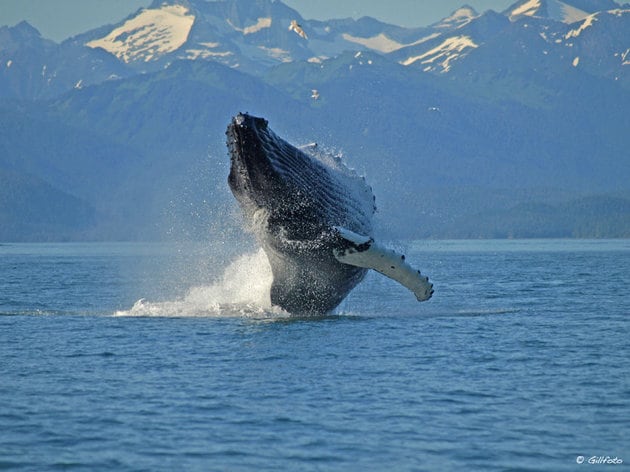 South Shelter Island, Juneau