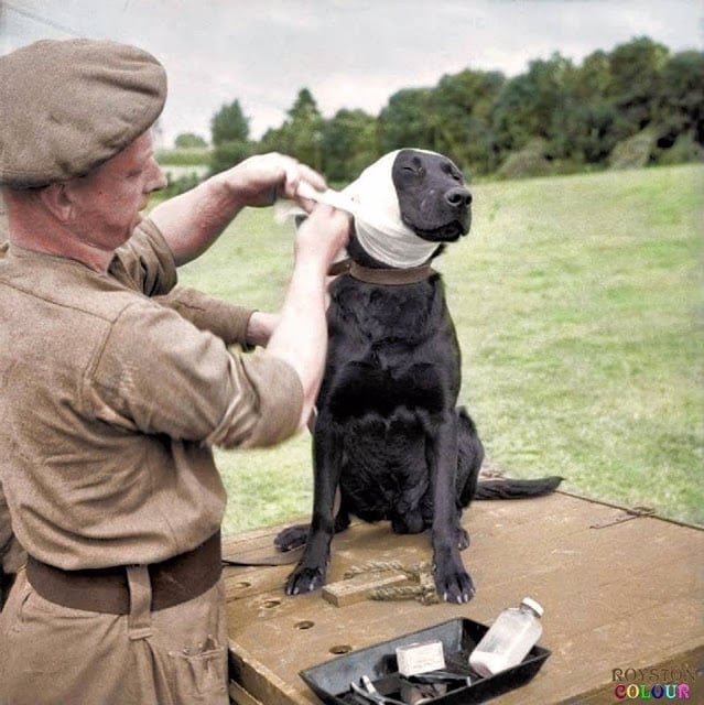 A Sergeant of the Royal Army Veterinary Corps bandages the wounded ear of a mine-detection Labrador dog named 'Jasper' at Bayeux in Normandy, 5th of July 1944. (Source © IWM B 6496 - Sgt. Christie , No 5 Army Film & Photographic Unit. Colorized by Royston Leonard UK)