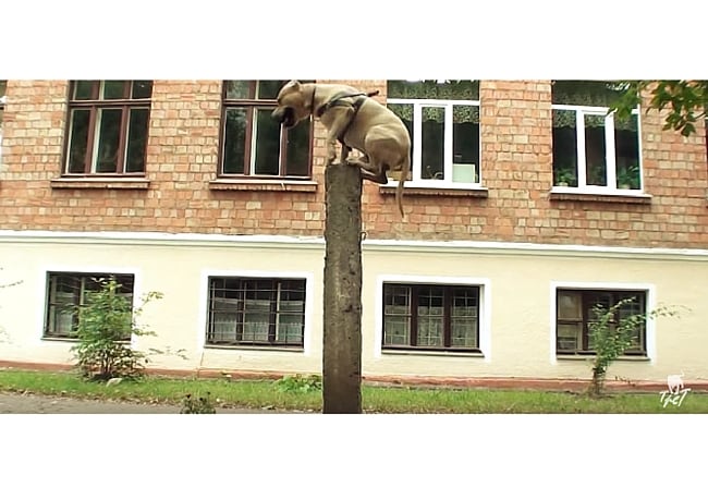 Image via TreT Youtube Channel