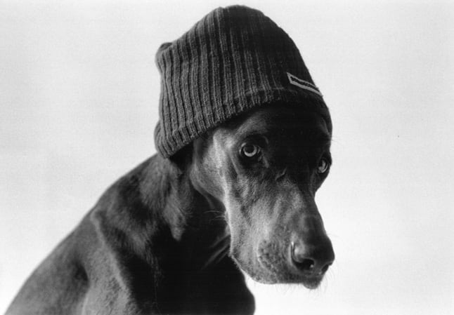 Image via Weimaraner Black & White Photographs