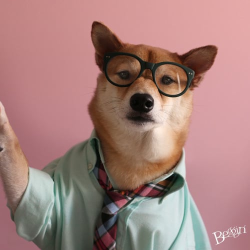 dog-model