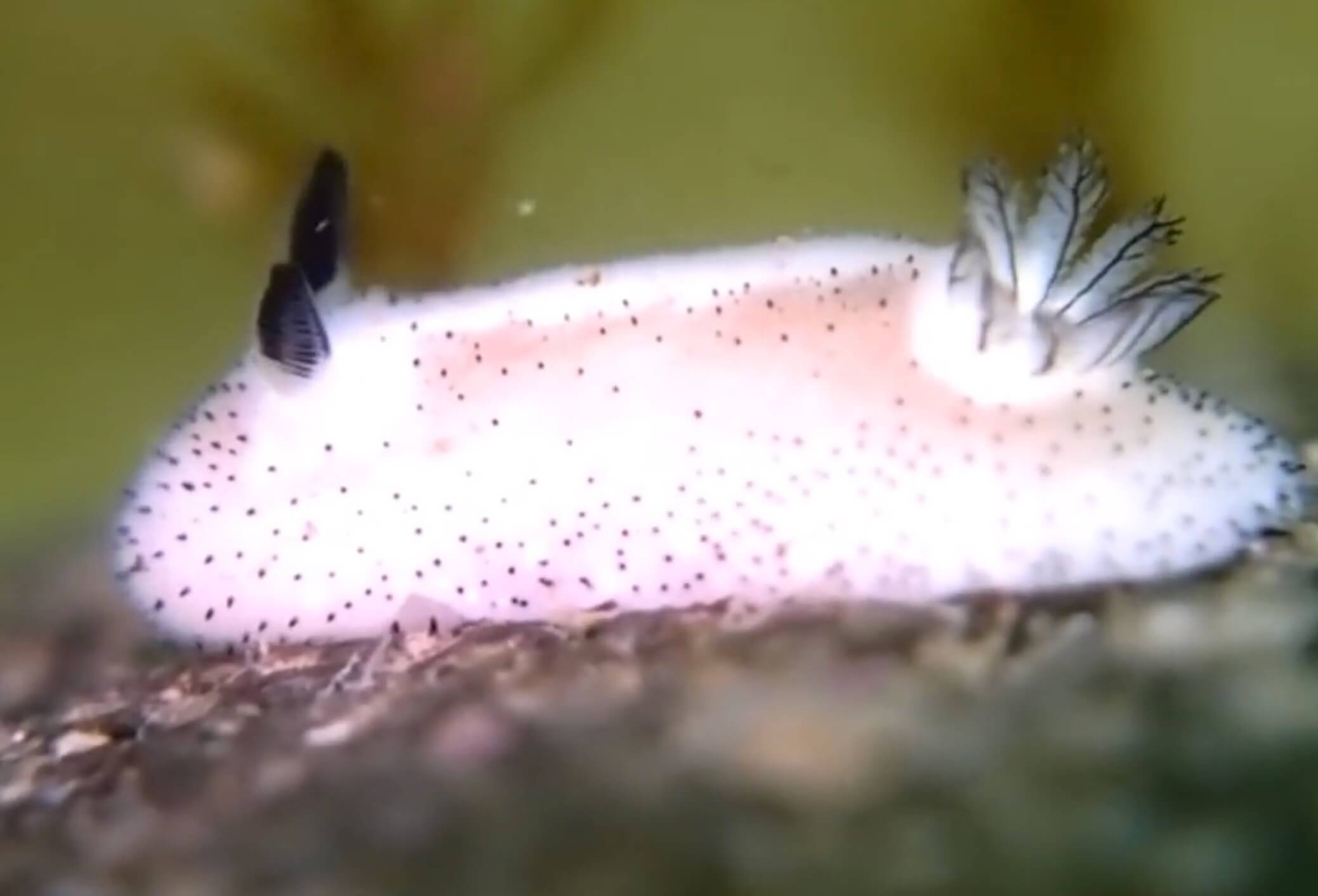 Sea Bunny: The Cutest Slug You Have Ever Seen | FREEYORK