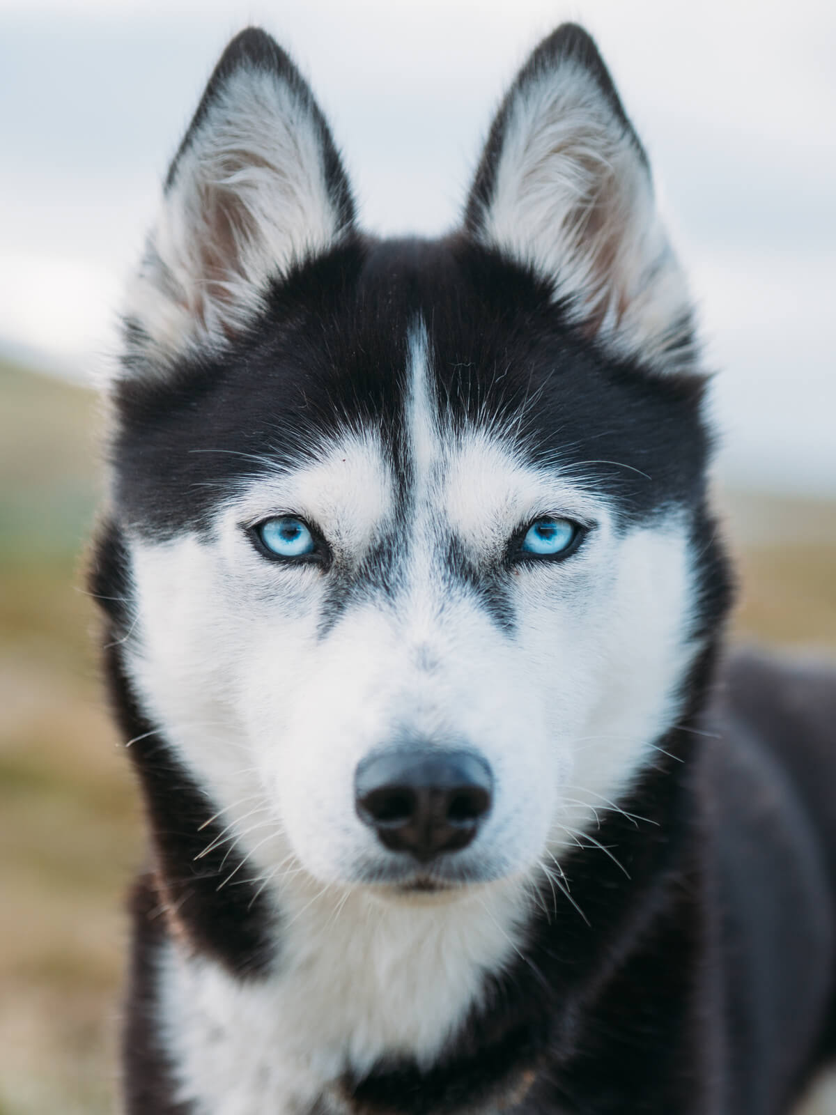 Akiak-the-adventure-dog-freeyork-10