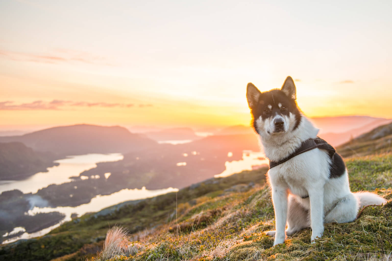 Akiak-the-adventure-dog-freeyork-13