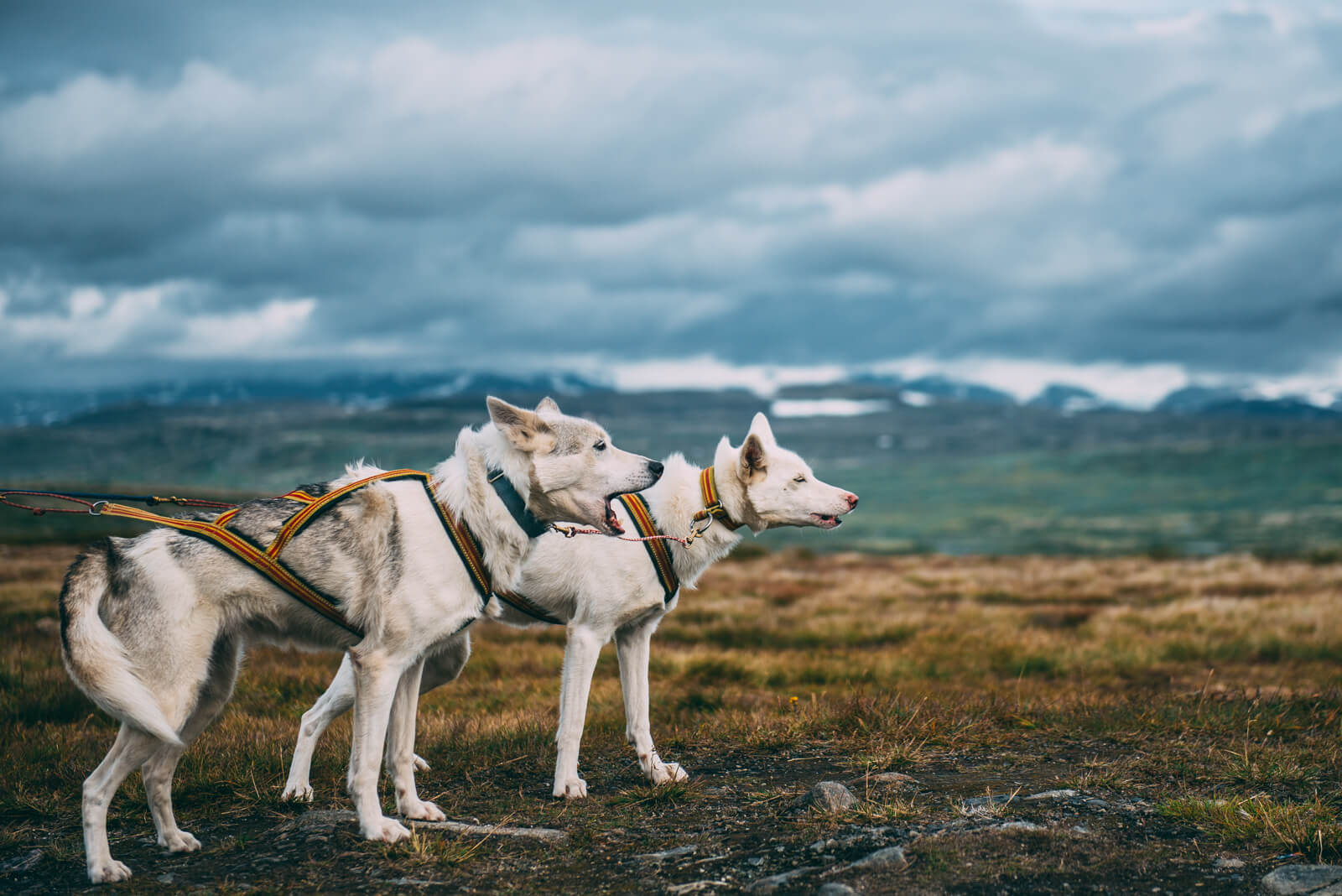 Akiak-the-adventure-dog-freeyork-4