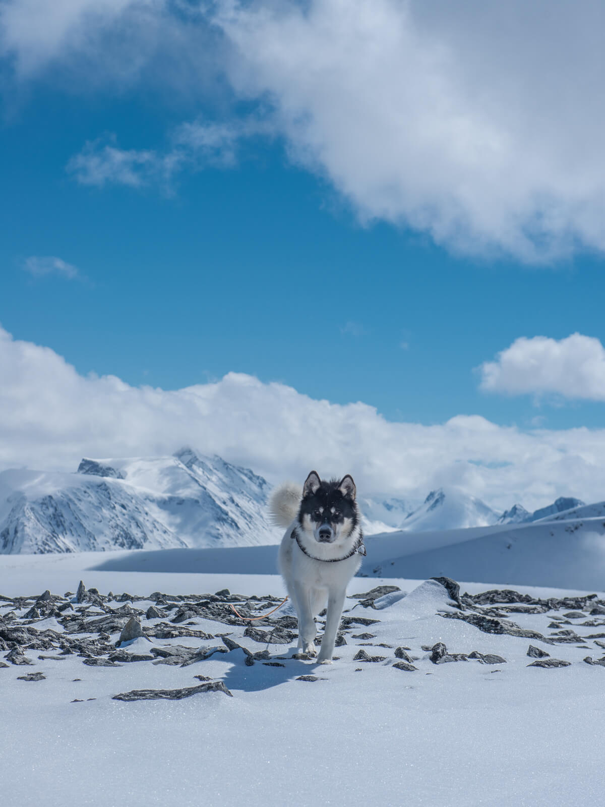 Akiak-the-adventure-dog-freeyork-5
