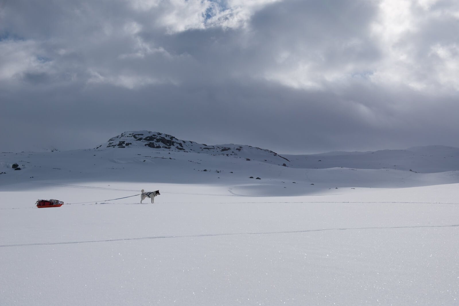 Akiak-the-adventure-dog-freeyork-6