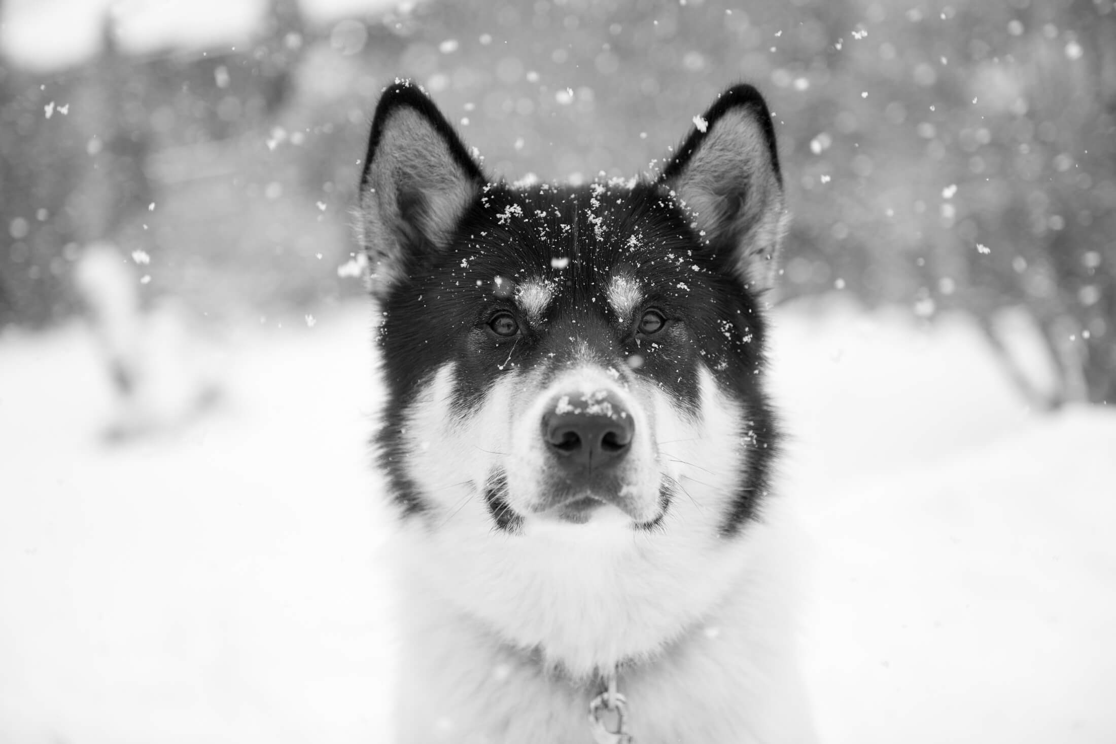 Akiak-the-adventure-dog-freeyork-7