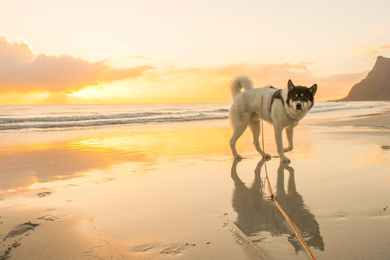Akiak-the-adventure-dog-freeyork-8