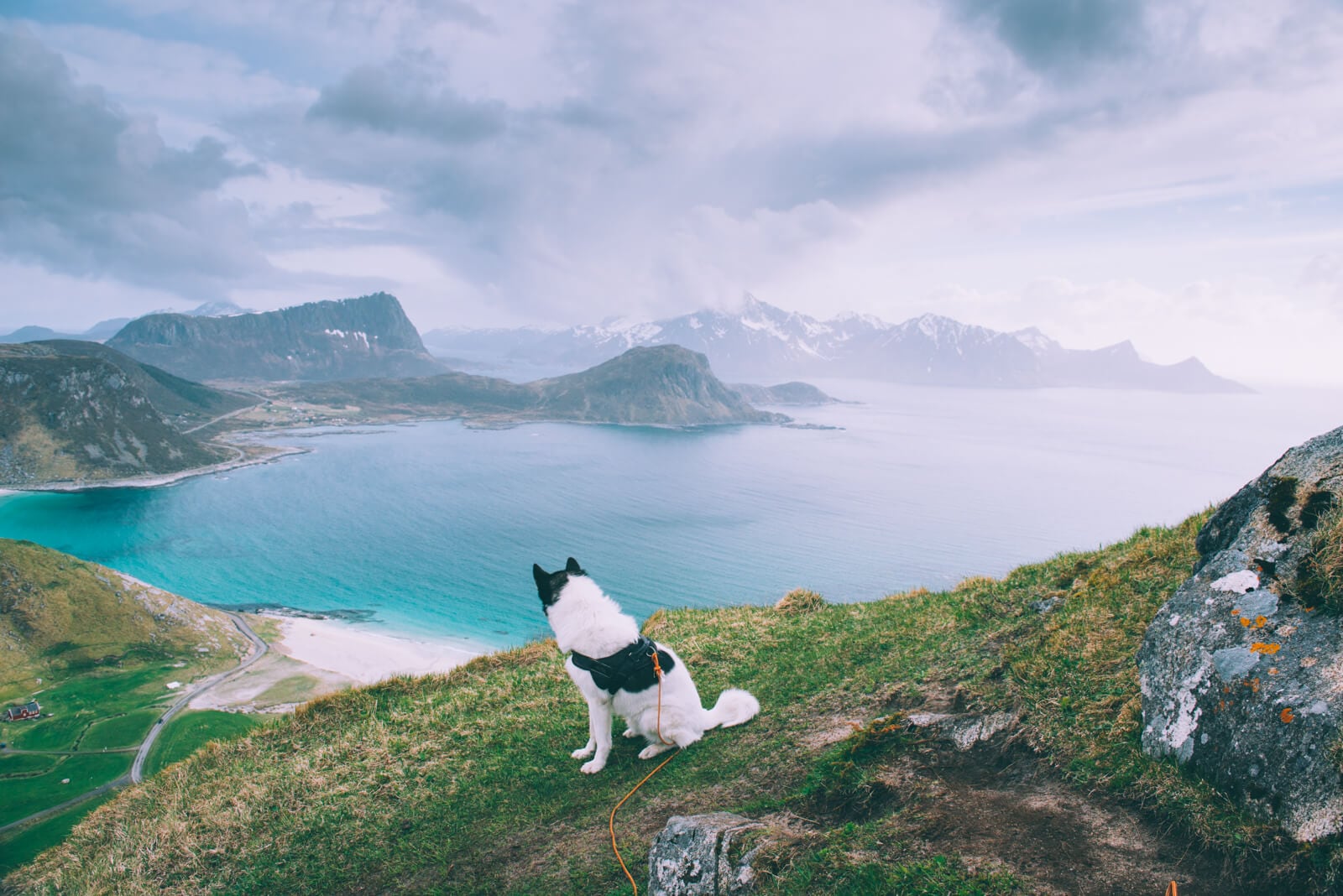 Akiak-the-adventure-dog-freeyork-9