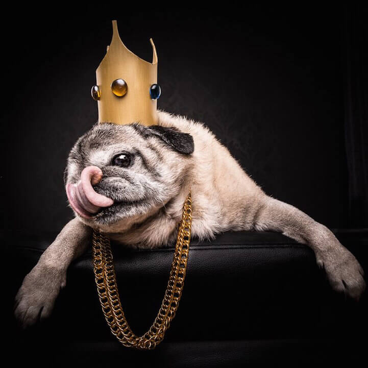 Notorious P.U.G. (aka Milo)