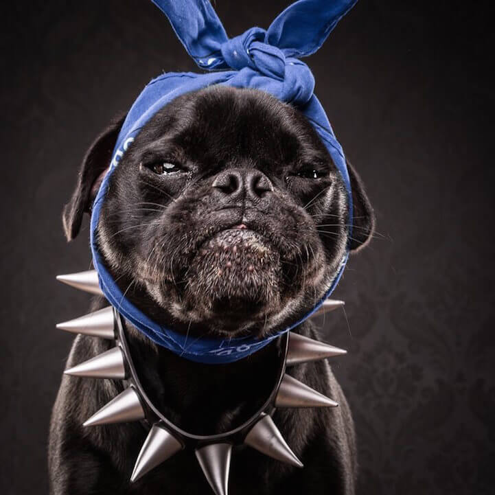 Snoop Pug (aka Diesel)