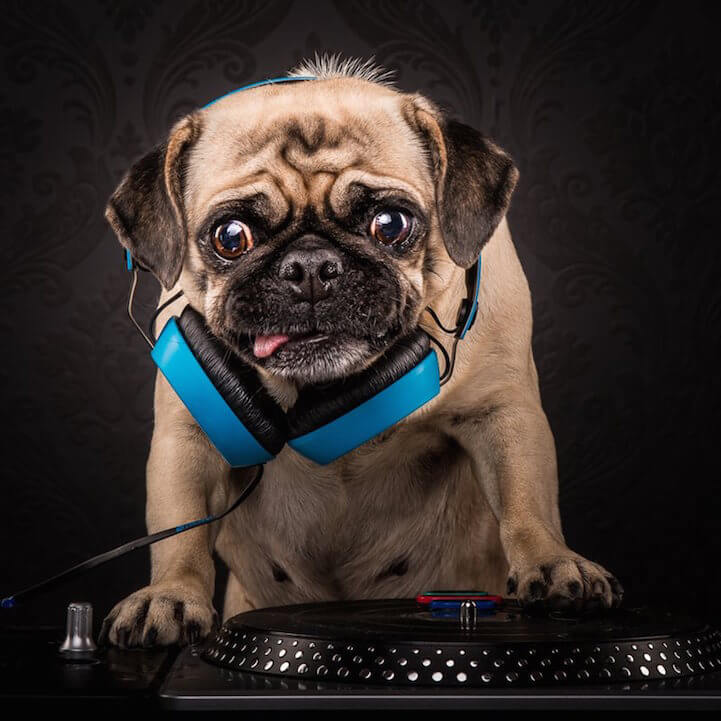 Pugmaster Flash (aka Daisy)