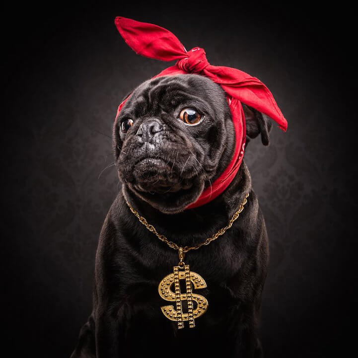 2-Pug (aka Sergio)