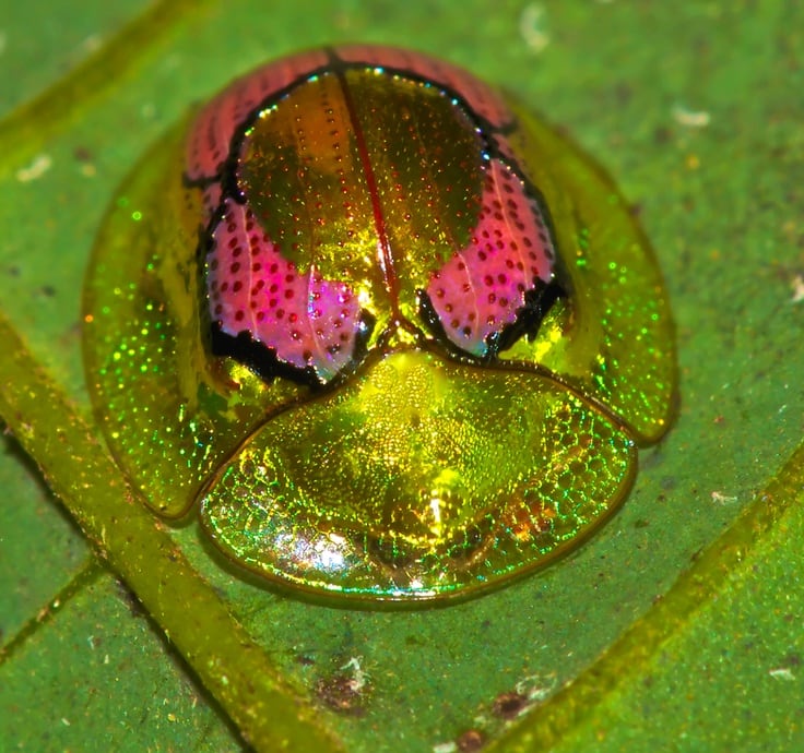 Meet: The Tortoise Beetles! -weird, nature, insects Meet: The Tortoise Beetles! -weird, nature, insects