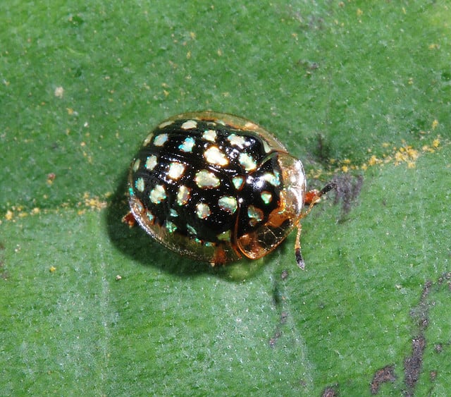 Meet: The Tortoise Beetles! -weird, nature, insects Meet: The Tortoise Beetles! -weird, nature, insects