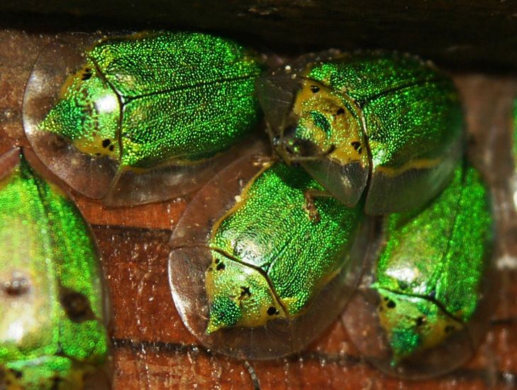 Meet: The Tortoise Beetles! -weird, nature, insects Meet: The Tortoise Beetles! -weird, nature, insects