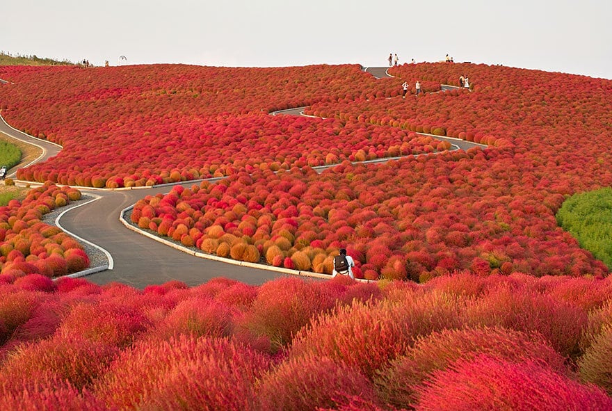 Hitachi Seaside Park, Japan (1)