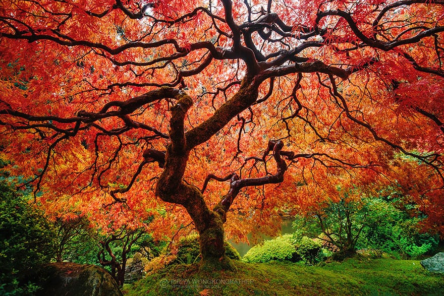 Japanase Maple (1)