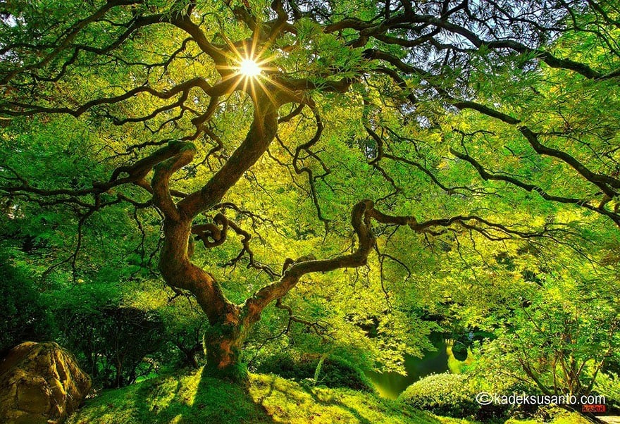 Japanase Maple