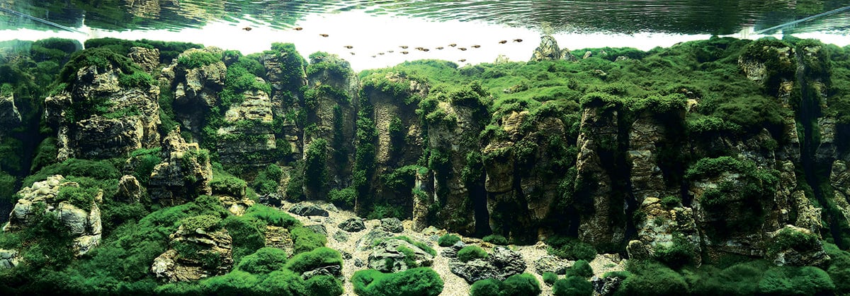 #16 张大东, China / Courtesy IAPLC & Aquabase