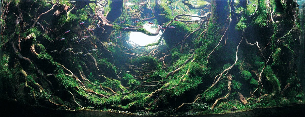 #5 叶毅, China / Courtesy IAPLC & Aquabase