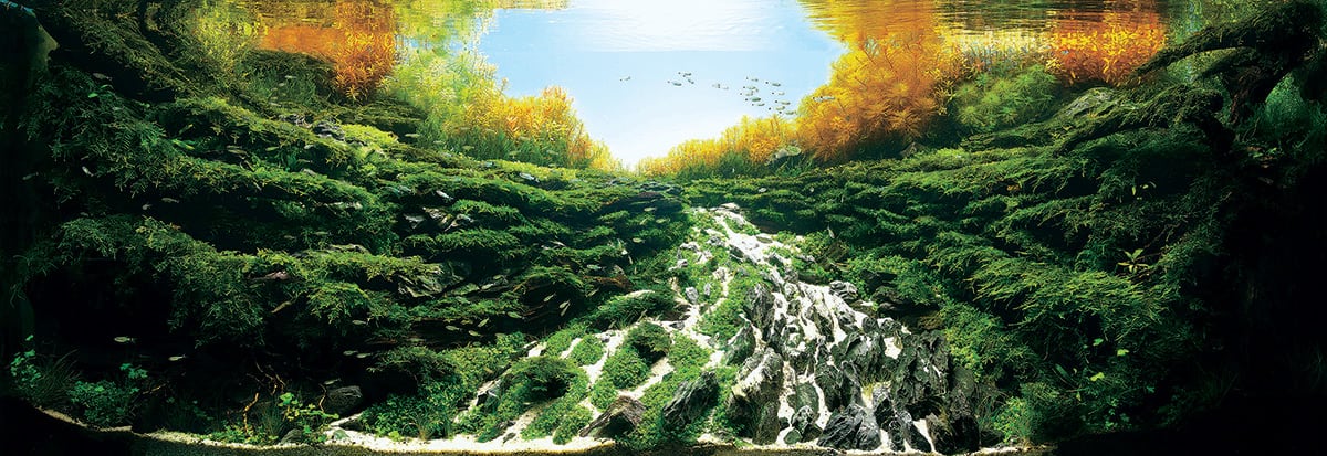 #8 タナカカツキ, Japan / Courtesy IAPLC & Aquabase