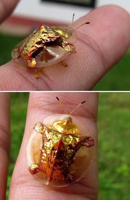 Golden Tortoise Beetle Crawling on a Person's FInger